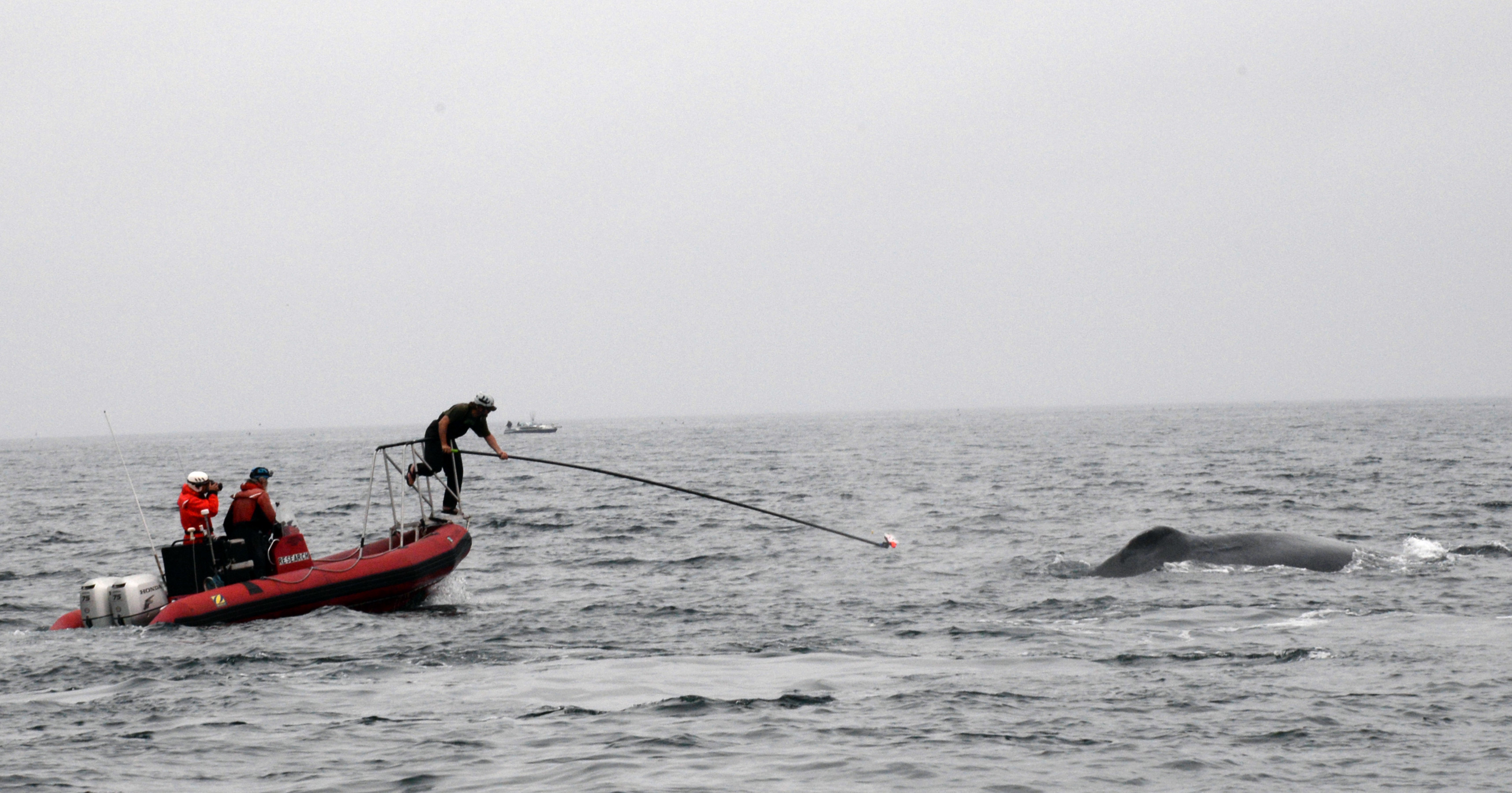 CATS Cam Customized Animal Tracking Solutions